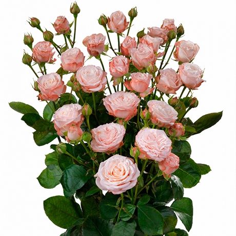 Кустовая роза Bombastic ― Floristik — доставка цветов по всей Украине