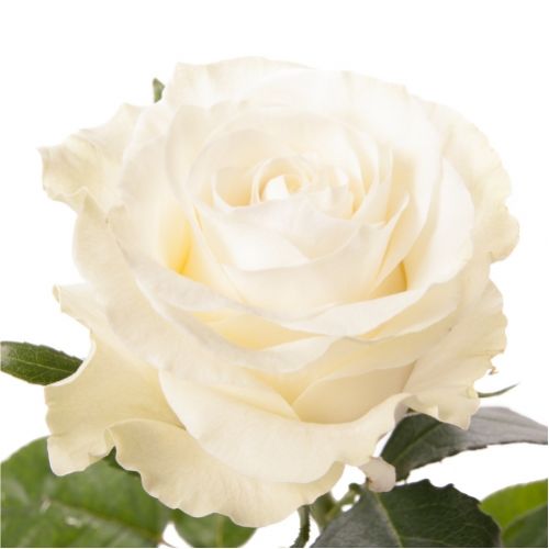 Роза Мондіаль ― Floristik — доставка квітів по всій Україні