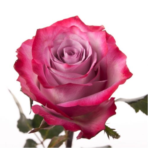 Роза Діп Перпл ― Floristik — доставка квітів по всій Україні