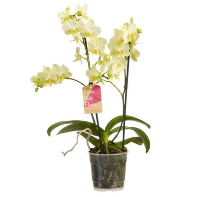 Орхидея лимонная. Купить Орхидея лимонная в интернет-магазине Флористик