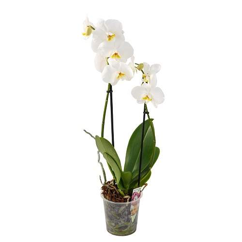 Орхидея белоснежная . Купить Орхидея белоснежная  в интернет-магазине Флористик